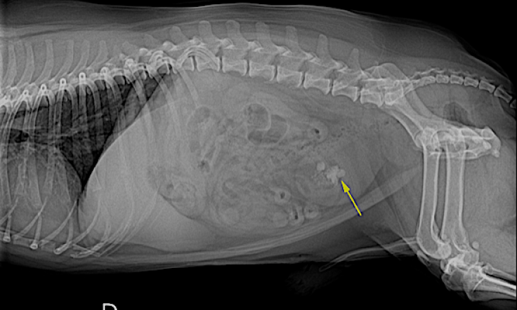 Urolitiasi vescicale e uretrale nel cane e nel gatto